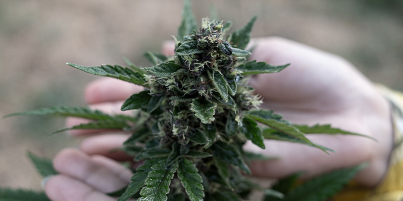 Terpeenien mukaan: top 3 kannabislajiketta Terpeenien mukaan: top 3 kannabislajiketta