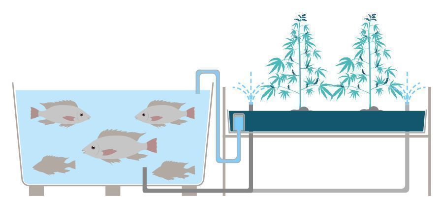 Mitä akvaponiikka on? What Is Aquaponics?