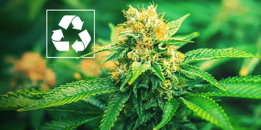 Miksi kasvattaa kannabista aquaponics-järjestelmällä? Miksi kasvattaa kannabista aquaponics-järjestelmällä?