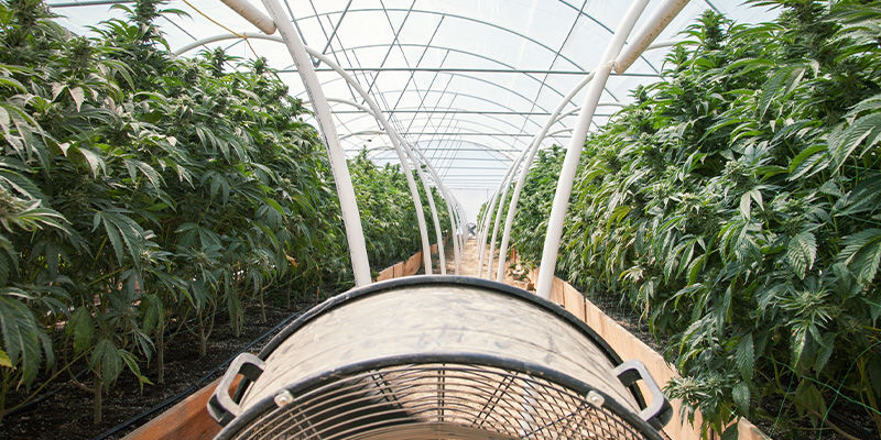 Tavallinen kannabiksen kasvatus
