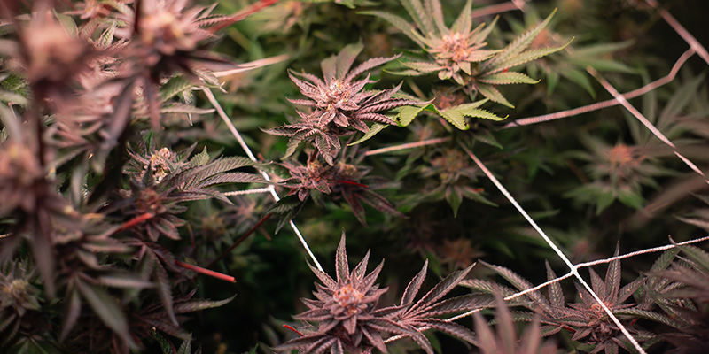 Kuinka tehd&auml; kannabikselle vertikaalinen kasvatusj&auml;rjestelm&auml;