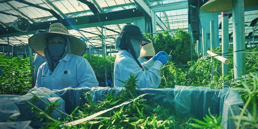 Onko vertikaalinen kannabiksen kasvatus tulevaisuutta?