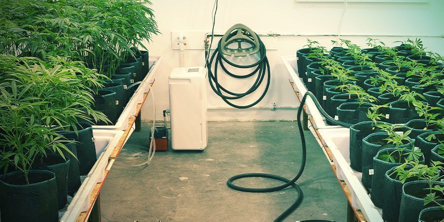 Pid&auml; kaikki puhtaana &ndash; kannabiksen pystykasvatus