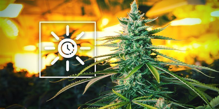 Siirr&auml; valojaksoa aiemmin &ndash; vertikaalinen kannabiksen kasvatus