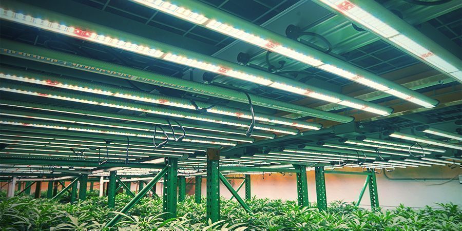 Pystysuuntainen kannabiksen kasvatus