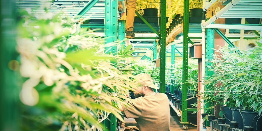Mit&auml; pystyviljely on? &ndash; Kannabiksen pystyviljely
