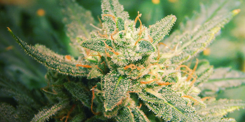 7 tekijää, jotka vaikuttavat kannabiksen kukintaan: mitä voit tehdä? 7 tekijää, jotka vaikuttavat kannabiksen kukintaan: mitä voit tehdä?