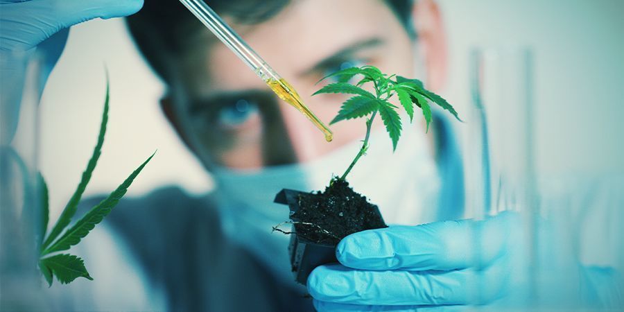 Ulkoiset kemikaalit Tekijät, jotka voivat vaikuttaa kannabiksen kukintaan: ulkoiset kemikaalit