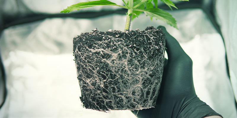 Mikrobipatogeenien esiintyminen Tekijät, jotka voivat vaikuttaa kannabiksen kukintaan: mikrobipatogeenien esiintyminen