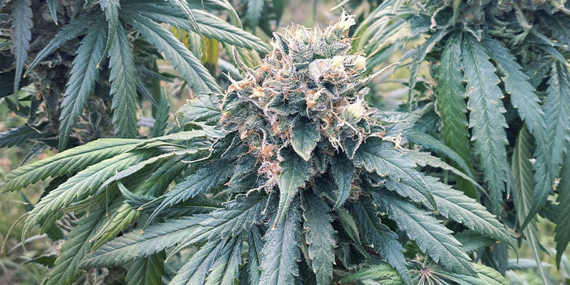 Kalleimmat/eksklusiivisimmat lajikkeet Most Expensive/Exclusive Strains
