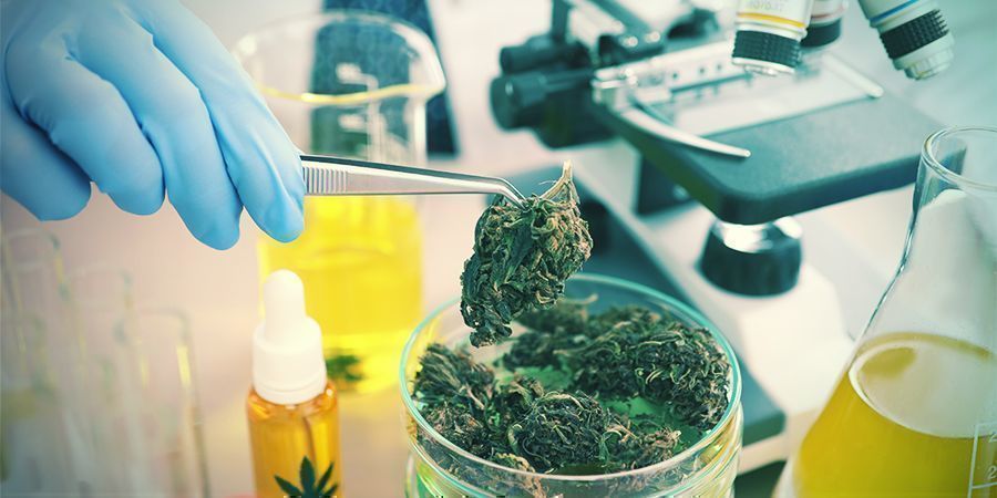 Miten kannabis vaikuttaa anandamidiin? Miten kannabis vaikuttaa anandamidiin?