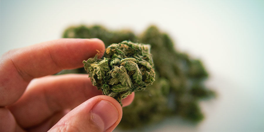 Tunnustele kukintoja Kuinka tunnistaa kannabiksen epäpuhtaudet: tunnustele kukintoja