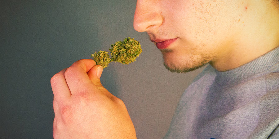 Haista ja maista kannabiksesi ennen sytyttämistä Kuinka tunnistaa kannabiksen epäpuhtaudet: haista ja maista kannabiksesi ennen sytyttämistä