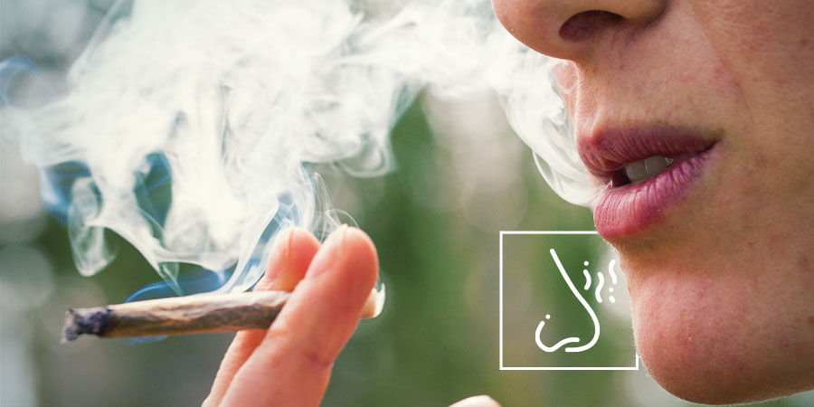 Kiinnitä erityistä huomiota savun tai höyryn makuun ja hajuun Kuinka tunnistaa kannabiksen epäpuhtaudet: kiinnitä erityistä huomiota savun tai höyryn makuun ja hajuun