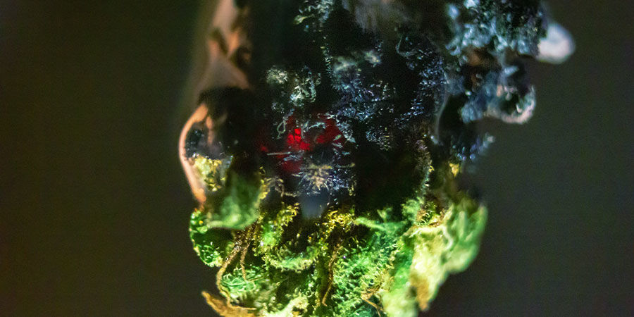 Brix-lannoite Kannabiksen epäpuhtaudet: Brix-lannoite