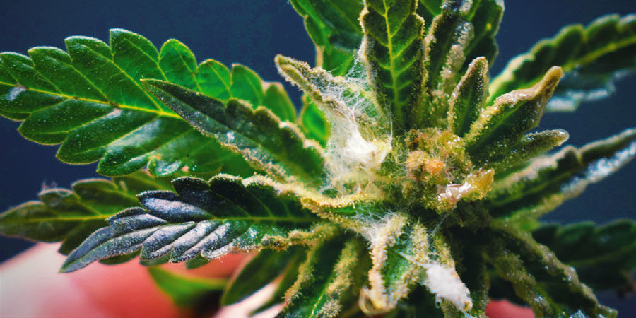 Sieni tai home Kannabiksen epäpuhtaudet: sieni tai home