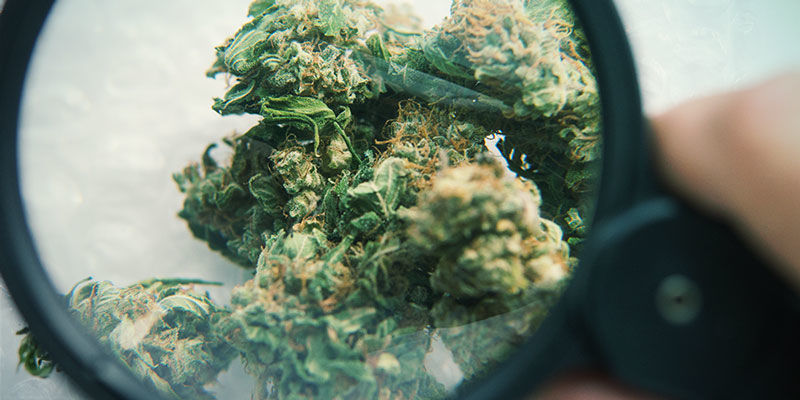 Lasi Kannabiksen kontaminantit: lasi