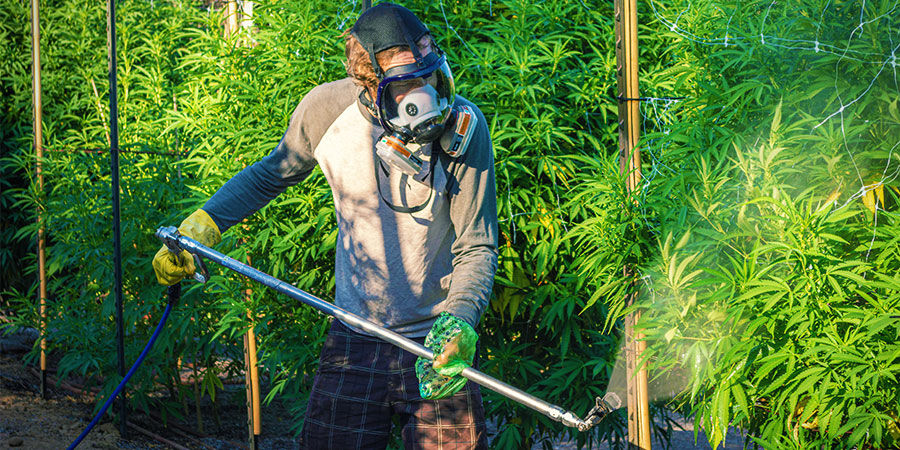 Teolliset torjunta-aineet tai lannoitteet Kannabiksen epäpuhtaudet: teolliset torjunta-aineet tai lannoitteet