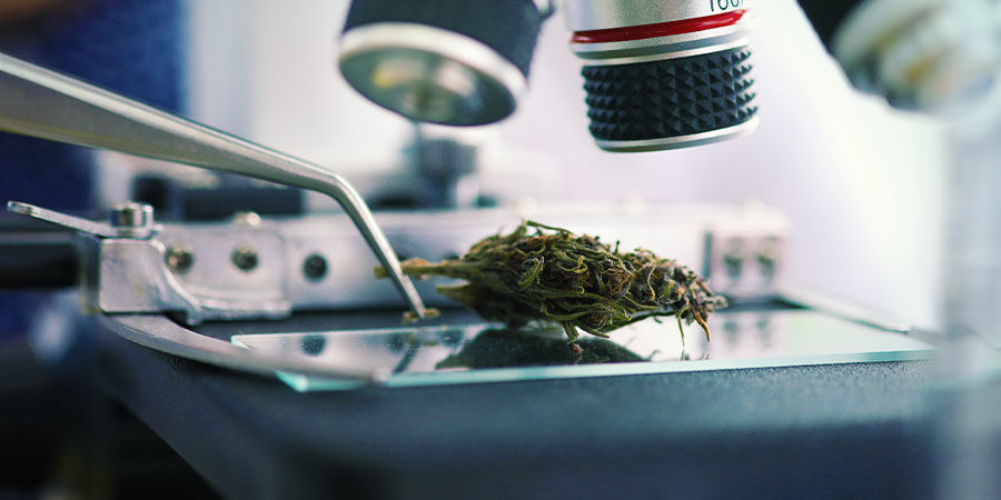 Lyijy Kannabiksen epäpuhtaudet: lyijy