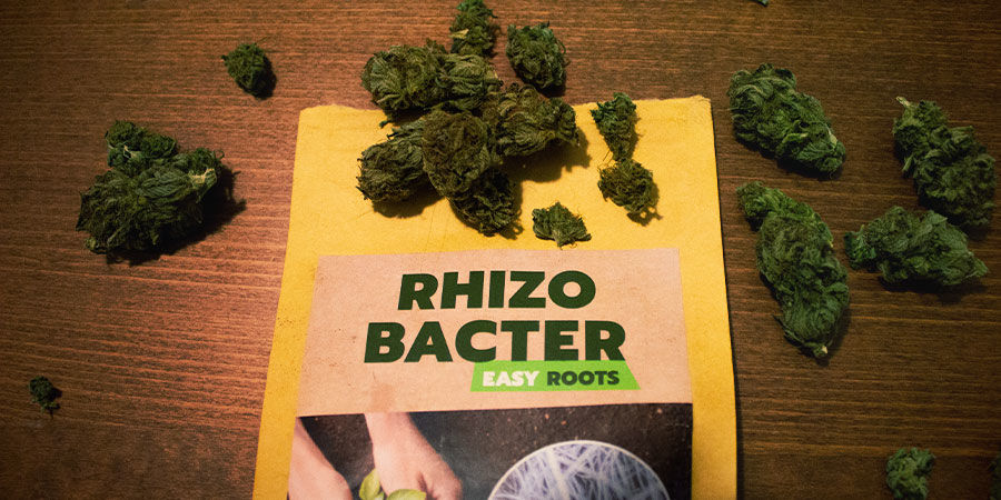 Miten rhizobakteerit edistävät kannabiksen kasvua?