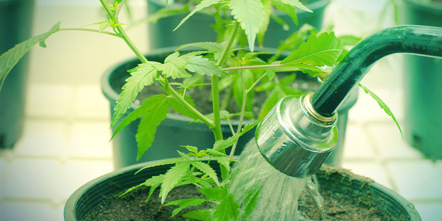 Vesi &ndash; kannabiksen kasvatus