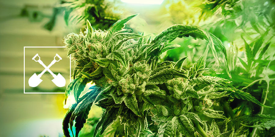 Mit&auml; tarvitset kannabiskasvien sadonkorjuuseen?