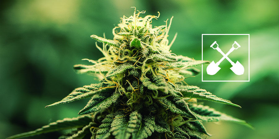Mit&auml; tarvitaan mihin tahansa kannabiksen kasvatukseen?