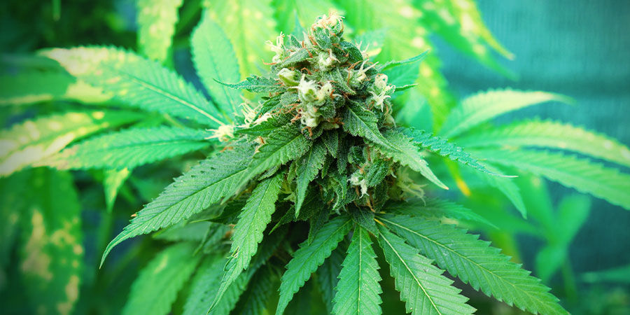 Kyll&auml; &ndash; my&ouml;s aloittelija voi kasvattaa upeaa kannabista