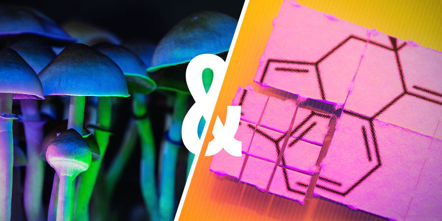Voiko taikasieniä ja LSD:tä yhdistää? Voiko taikasieniä ja LSD:tä yhdistää?