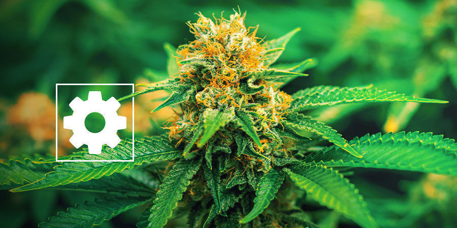 Uudet Autoflower-kannabislajikkeet – Royal Queen Seeds Uudet Autoflower-kannabislajikkeet – Royal Queen Seeds