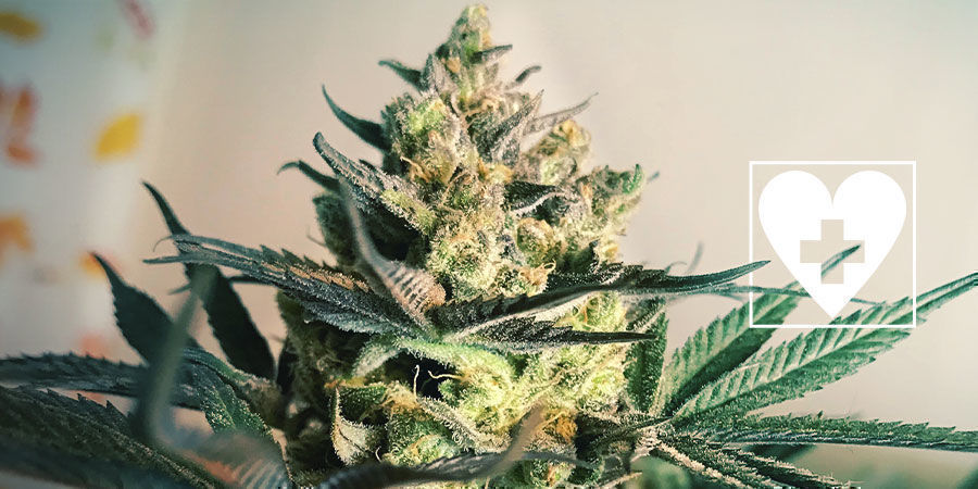 Uudet CBD-kannabislajikkeet – Royal Queen Seeds Uudet CBD-kannabislajikkeet – Royal Queen Seeds