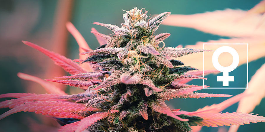 Uudet feminisoidut kannabiksen siemenet – Royal Queen Seeds Uudet feminisoidut kannabiksen siemenet – Royal Queen Seeds