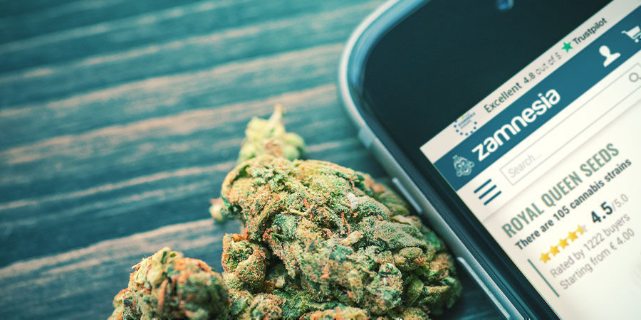 Kokeile Zamnesialla uusia RQS-kannabislajikkeita! Kokeile Zamnesialla uusia RQS-kannabislajikkeita!