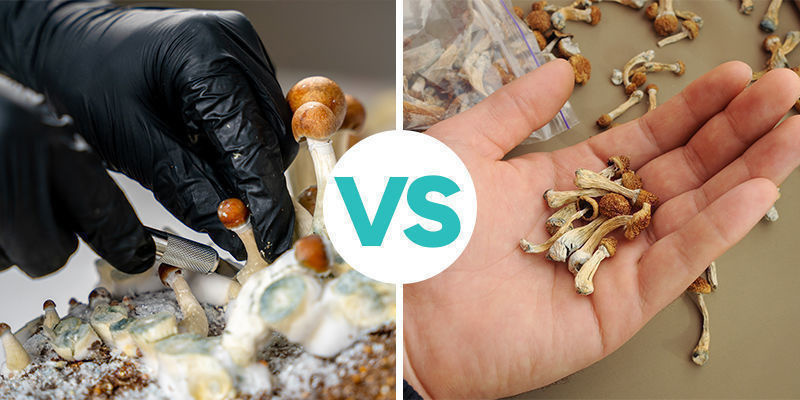 Perusteet: tuoreet vs. kuivatut taikasienet Perusteet: tuoreet vs. kuivatut taikasienet