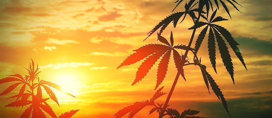 r/outdoorgrowing: Uppoudu erilaiseen puutarhanhoitoon R/outdoorgrowing: Get Stuck Into A Different Kind Of Gardening