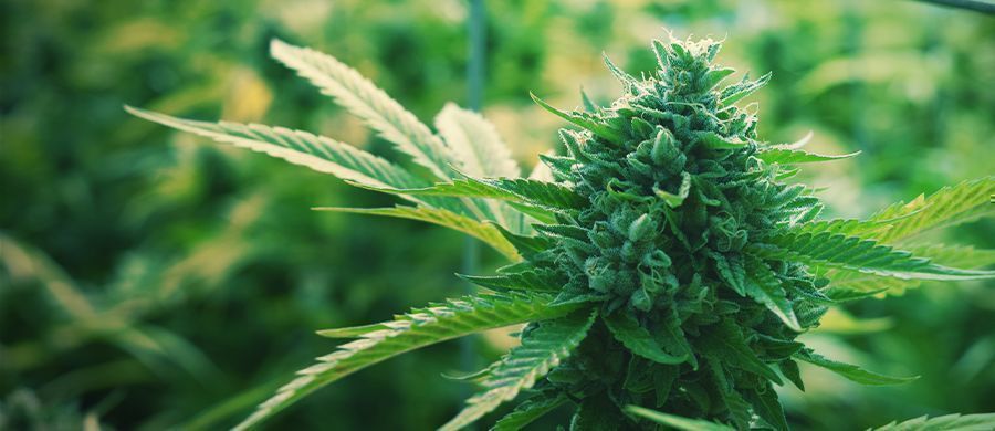 r/trees: Rentoa kannabisjuttelua r/trees: Rentoa kannabisjuttelua