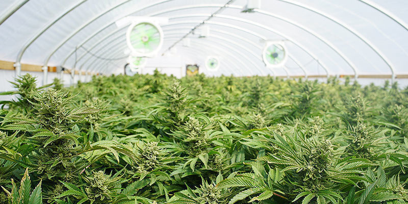 5. Kannabiksen kasvattaja 5. Kannabiksen kasvattaja