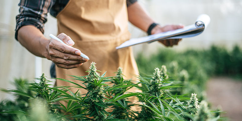 7 Työtä kannabisalalla 7 Jobs In The Cannabis Industry