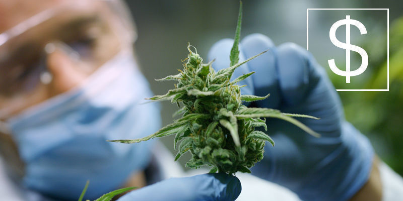 Mikä on kannabisalan parhaiten palkattu työ? Mikä on kannabisalan parhaiten palkattu työ?