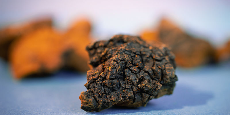 Miltä chaga näyttää? Miltä chaga näyttää?