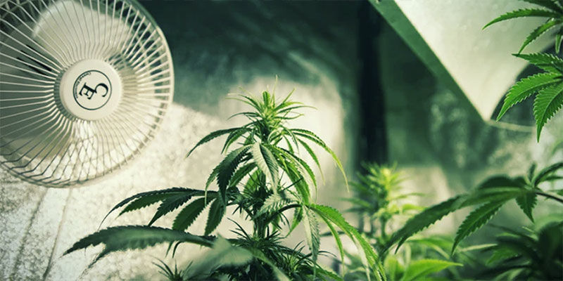 Hallitse kannabiksen kukintaa valon deprivaatiolla: varmista riittävä ilmanvaihto