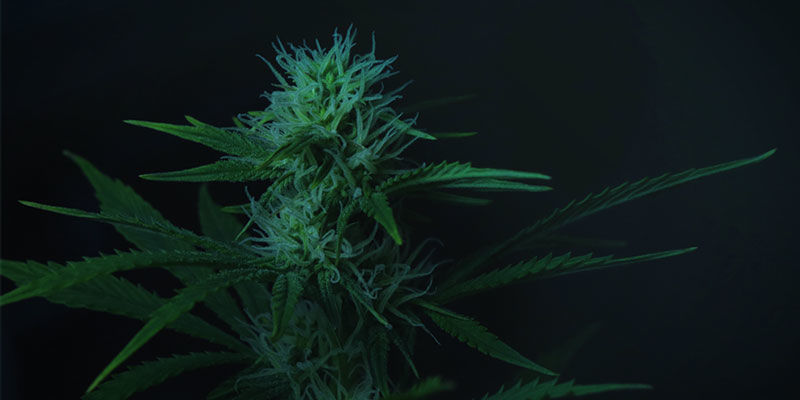 Sisätiloissa Kuinka käyttää valonpuutetta kannabiksen kukinnan hallintaan: sisätiloissa