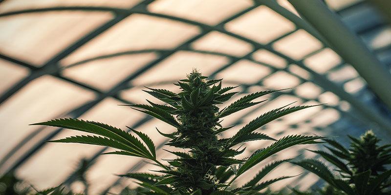 Valonpuute kasvihuoneessa Kuinka hallita kannabiksen kukintaa valonpuutteella: valonpuute kasvihuoneessa