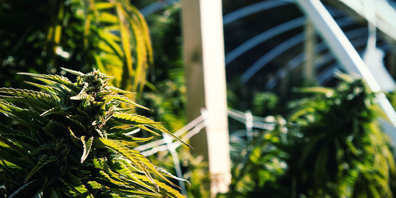 Ulkona Kuinka käyttää valodeprivaatiota kannabiksen kukinnan hallintaan: ulkona