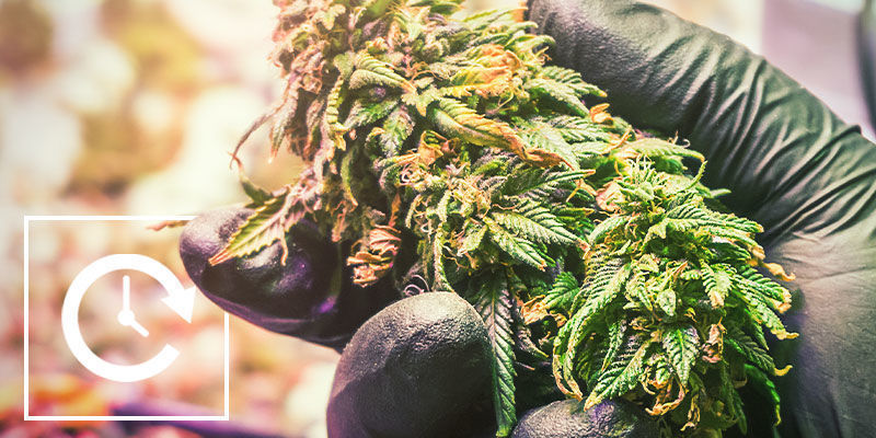 Valonpimennyksen hyvät ja huonot puolet Control Cannabis Flowering With Light Deprivation: Pros and Cons of Light Deprivation