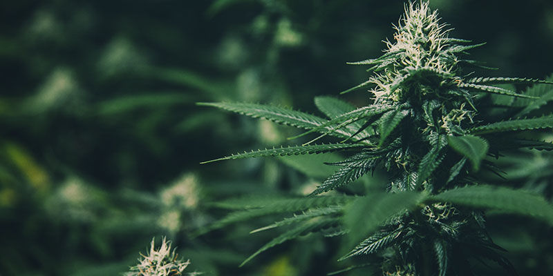 Mitä on valonpuutteella kasvattaminen? Hallitse kannabiksen kukintaa: mitä on valonpuutteella kasvattaminen?