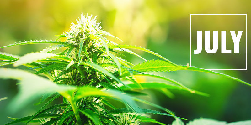 Milloin valopimennys kannattaa aloittaa? Hallitse kannabiksen kukintaa valopimennyksellä: milloin valopimennys kannattaa aloittaa?