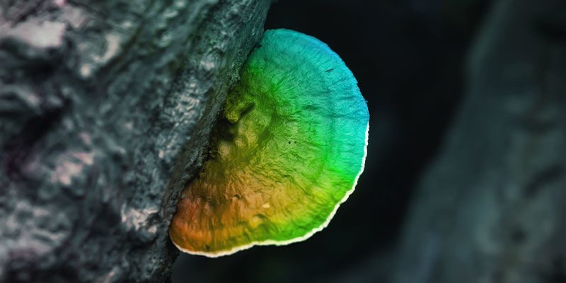 Ovatko reishi-sienet psykedeelisiä? Ovatko reishi-sienet psykedeelisiä