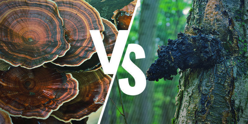 Miten reishi vertautuu muihin adaptogeenisiin sieniin? Miten reishi vertautuu muihin adaptogeenisiin sieniin