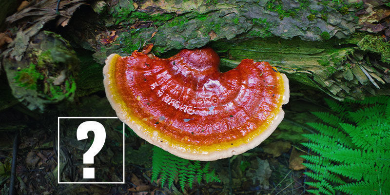 Reishi-sieni: onko se kaiken hypetyksen arvoinen? Reishi-sieni: onko se kaiken hypetyksen arvoinen?